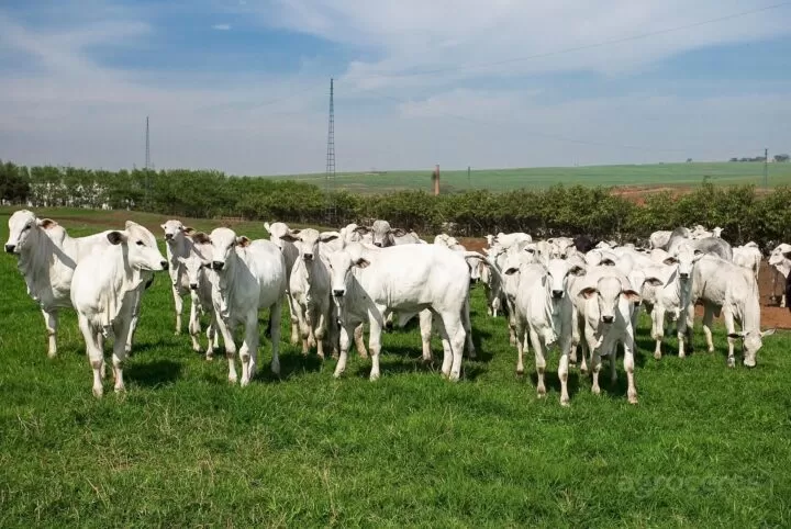 Pecuária de Corte